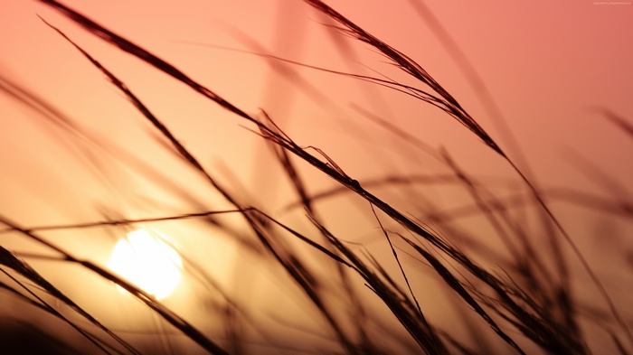 Grass blades against a sunset sky