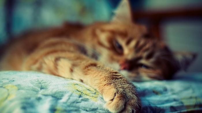 Orange tabby cat sleeping on a patterned blanket