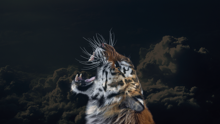 Tiger yawning against a dark cloudy sky