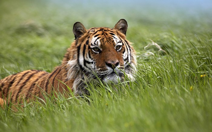Tiger lying in tall green grass