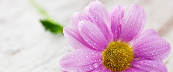 Close-up of a pink daisy with water droplets