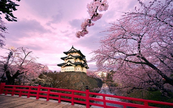 Japanese castle surrounded by cherry blossoms in spring