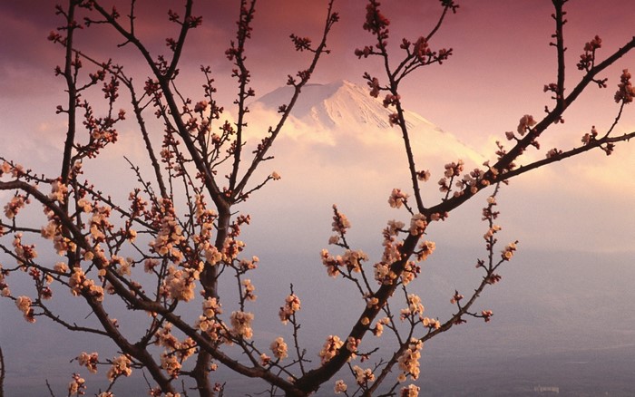 Mount Fuji with Cherry Blossoms at Sunset