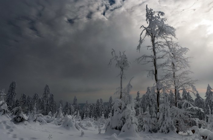 Snow-covered forest landscape under cloudy sky