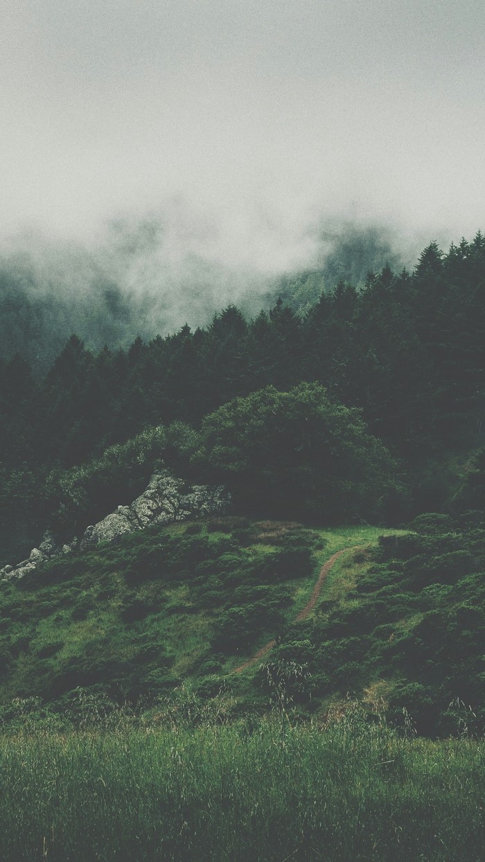 Misty forest on a hill with a path