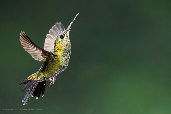 Hummingbird in flight against a green background