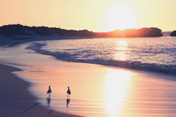 Seagulls on a beach at sunrise