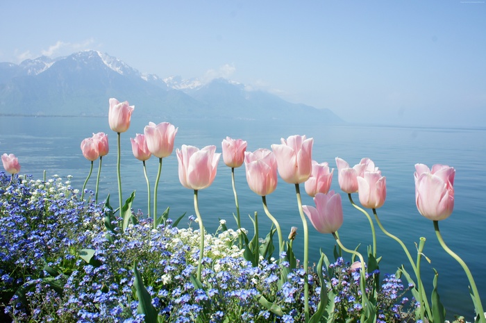 tulip, 4k, wallpaper, spring flowers, mountains