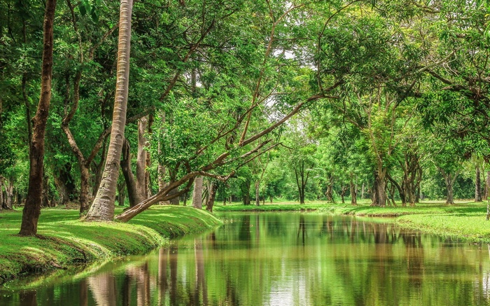 A tranquil river flows through a lush green forest.