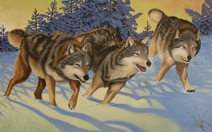 Three wolves running through a snowy forest at sunset