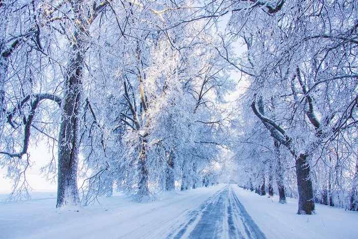 Snow-covered trees line a winter road with sunlight
