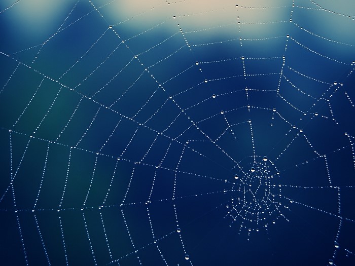 Spider web with water drops on blue background