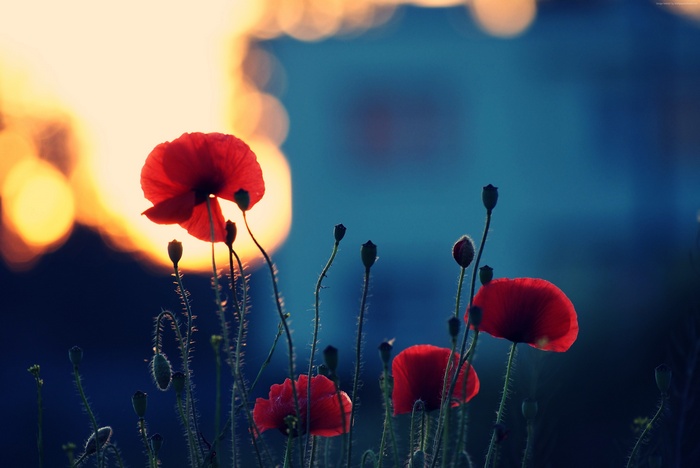 Red Poppies in Sunset Light