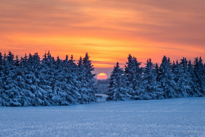 Snow-covered pine trees at sunset with orange sky