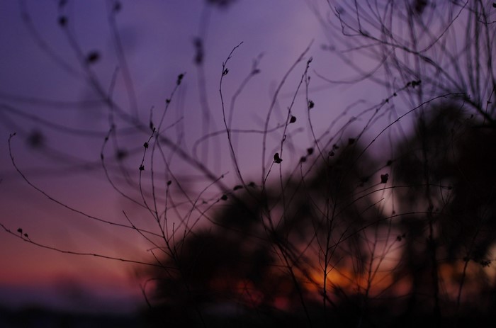 Silhouette of dry branches against a twilight sky