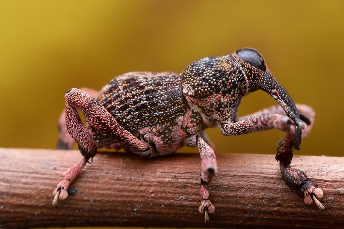 Close-up of a weevil on a branch