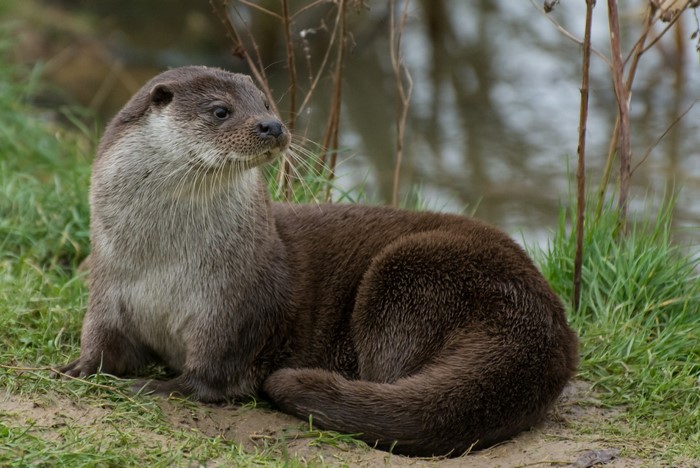 An otter rests on the grassy bank of a body of water