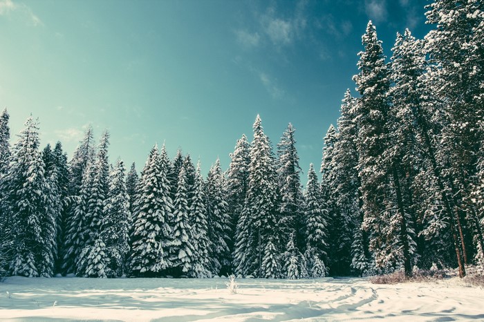 Snow covered pine trees in a forest under a blue sky
