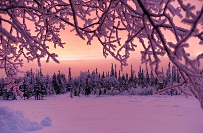 Frost-covered branches against a pink winter sunset