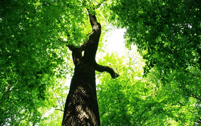 Looking up through a dense green forest canopy