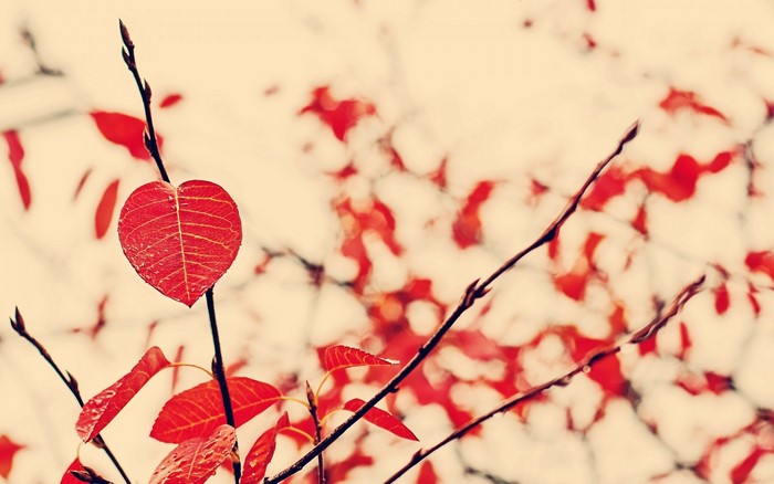 Close up of a red heart-shaped leaf on a branch