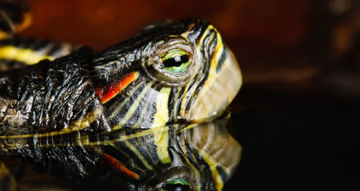 Close-up of a Red-Eared Slider Turtle's Head