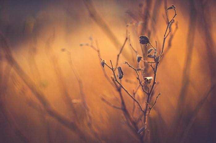 Close up of dry plant branches with soft golden light
