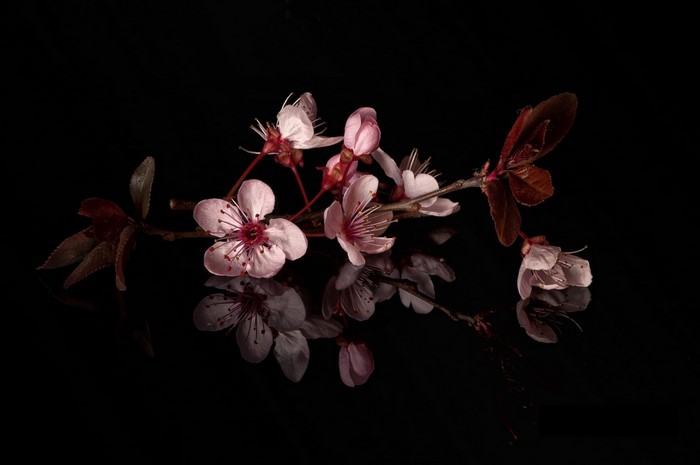 Pink cherry blossoms on a dark background with reflections
