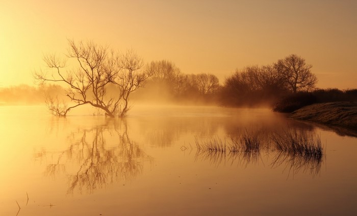 Tree in misty lake at sunrise or sunset