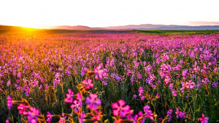 Field of pink wildflowers at sunset