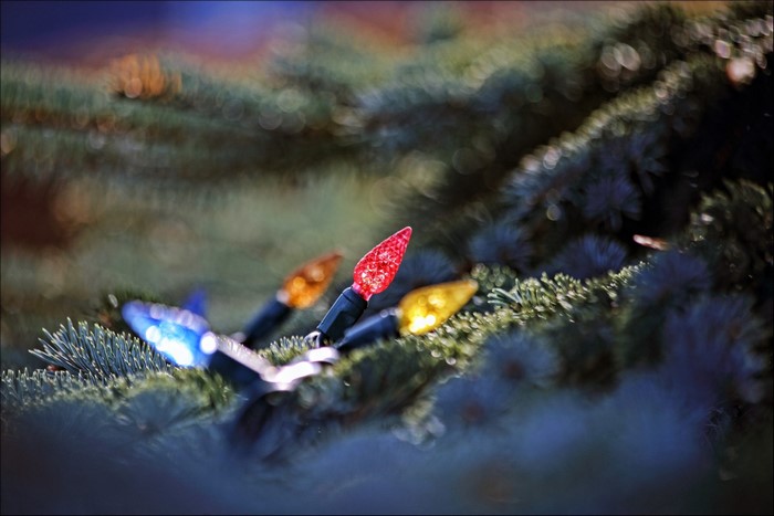 Christmas lights on a pine tree