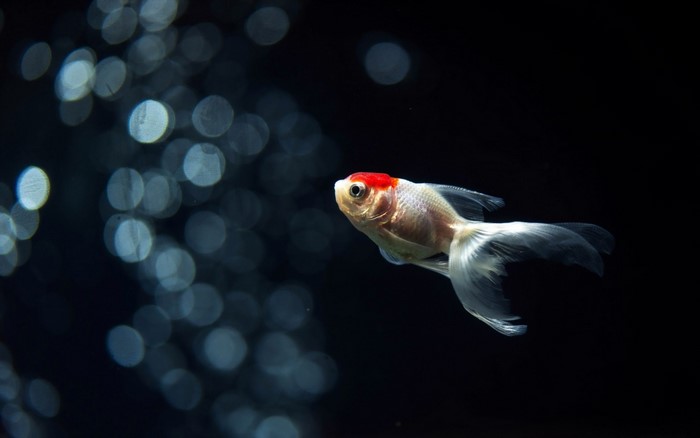 Goldfish with red head swimming near bubbles