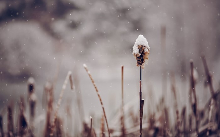 Close up of a snow-covered cattail in winter