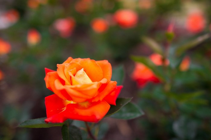 Close-up of an orange and yellow rose in a garden
