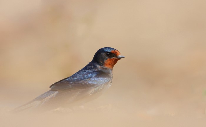 Barn Swallow bird with orange throat close up