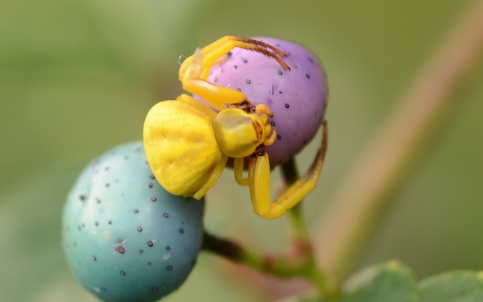 Yellow crab spider on berries