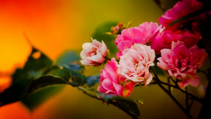Pink and red roses with green leaves and orange background