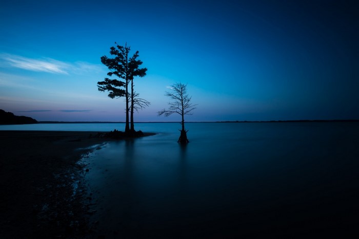 Two trees in the water at dusk