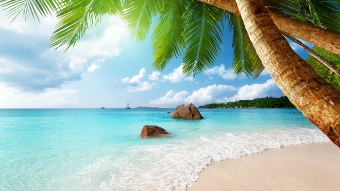 beach, 4k, 5k, palm. ocean