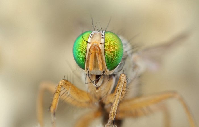 Extreme Macro of a Green-Eyed Fly