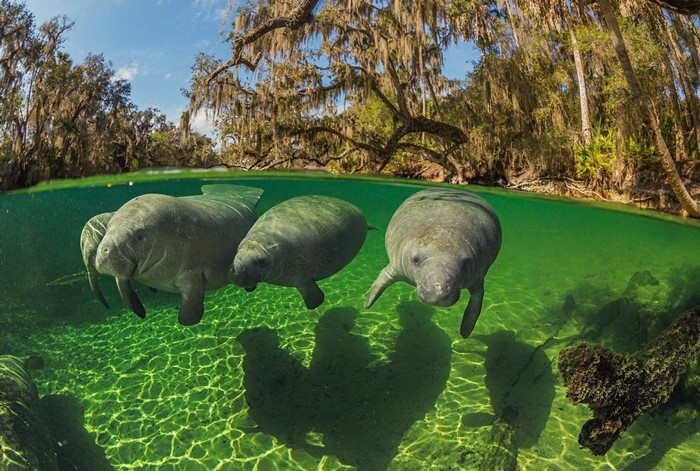 Three manatees swim in a clear river under moss-draped trees