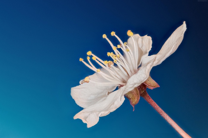 White flower with yellow stamens on blue background