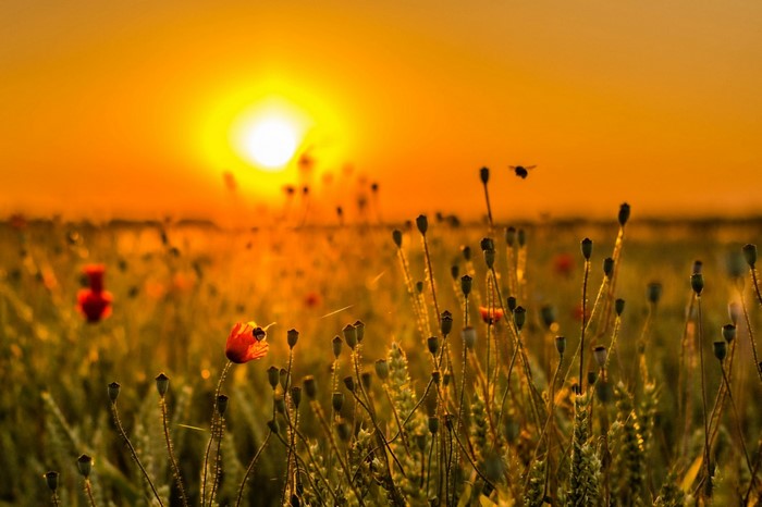 Poppy field at sunset with bees