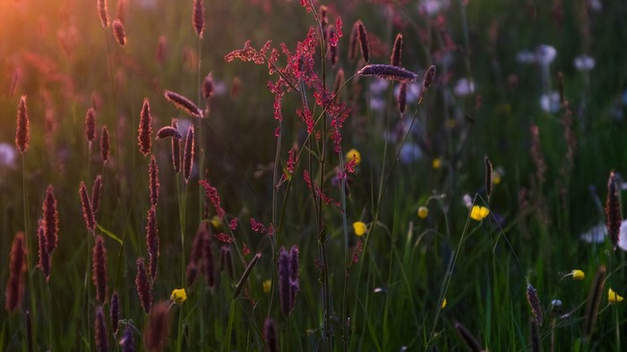 Sunlight on a wildflower meadow with grass and plants