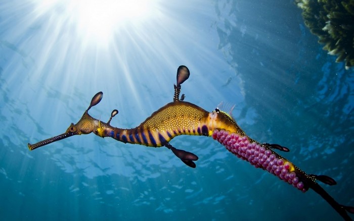 Male Weedy Sea Dragon with Eggs Underwater