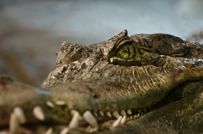Close-up of a crocodile's eye and teeth