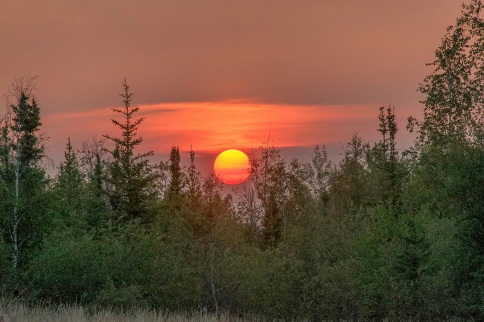 Sunset over a forest with trees