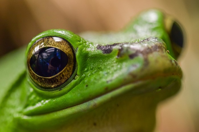Close-up macro photograph of a green frog's eye