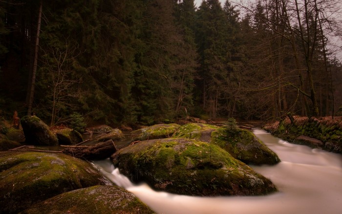 Mossy rocks in a forest stream