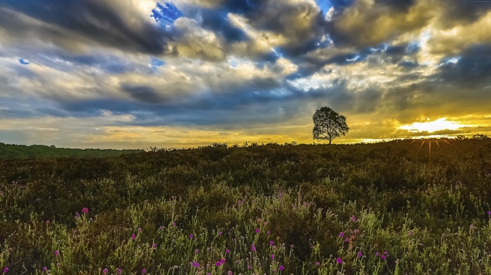 Lone tree in a field of wildflowers at sunset